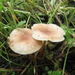 Коллибия водолюбивая, Gymnopus aquosus