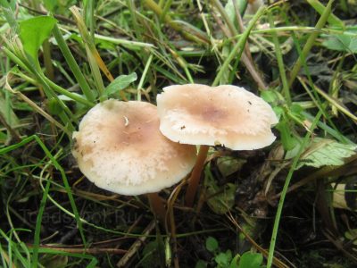 Коллибия водолюбивая, Gymnopus aquosus