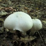 Шампиньон желтокожий, Agaricus xanthodermus