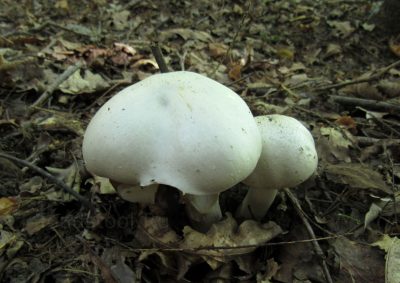 Шампиньон желтокожий, Agaricus xanthodermus