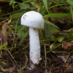 Поплавок белый, Amanita alba