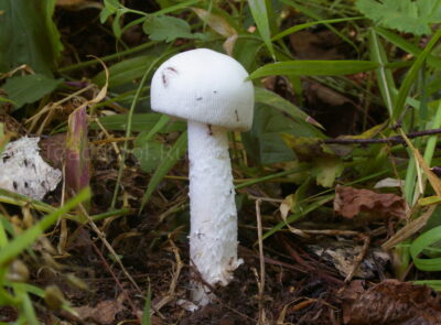 Поплавок белый, Amanita alba