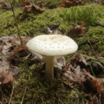 Мухомор поганковидный, Amanita citrina