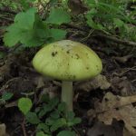 Бледная поганка, Amanita phalloides