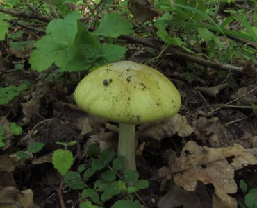 Бледная поганка, Amanita phalloides