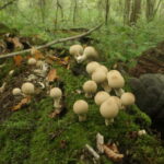 Дождевик грушевидный, Apioperdon pyriforme