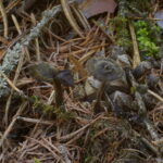 Аурискальпиум обыкновенный, Auriscalpium vulgare