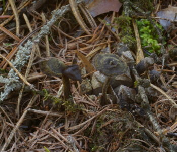 Аурискальпиум обыкновенный, Auriscalpium vulgare