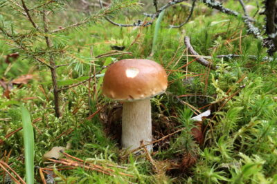 Белый гриб, Boletus edulis