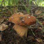 Белый гриб сетчатый, Boletus reticulatus