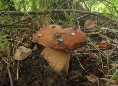 Белый гриб сетчатый, Boletus reticulatus