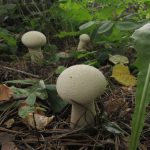 Головач продолговатый, Lycoperdon excipuliformis