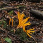 Калоцера клейкая, Calocera viscosa