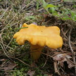 Лисичка обыкновенная, Cantharellus cibarius