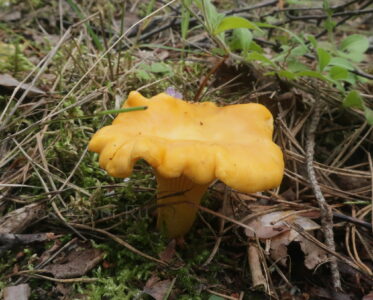 Лисичка обыкновенная, Cantharellus cibarius