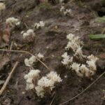 Клавулина коралловидная, Clavulina coralloides