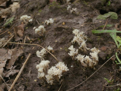 Клавулина коралловидная, Clavulina coralloides