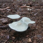 Говорушка анисовая, Clitocybe (Collibya) odora