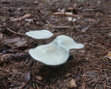 Говорушка анисовая, Clitocybe (Collibya) odora