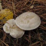 Говорушка налиственная, Clitocybe phyllophila