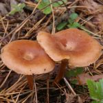 Говорушка синопская, Bonomyces sinopicus