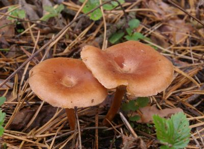 Говорушка синопская, Bonomyces sinopicus