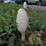 Навозник белый, Coprinus comatus