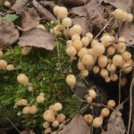 Навозник рассеянный, Coprinellus disseminatus