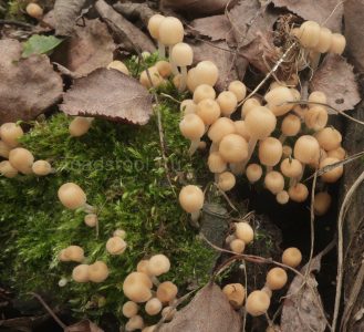 Навозник рассеянный, Coprinellus disseminatus