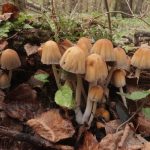 Coprinellus micaceus, Навозник мерцающий