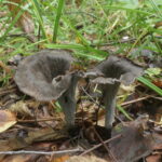Вороночник рожковидный, Craterellus cornucopioides