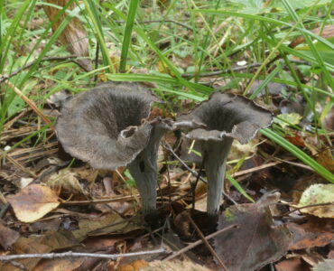 Вороночник рожковидный, Craterellus cornucopioides
