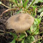 Энтолома садовая, Entoloma clypeatum