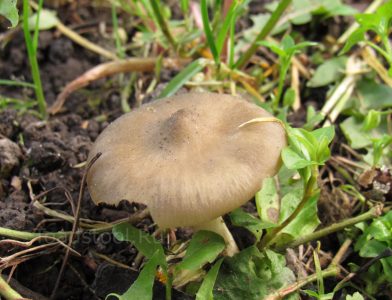Энтолома садовая, Entoloma clypeatum