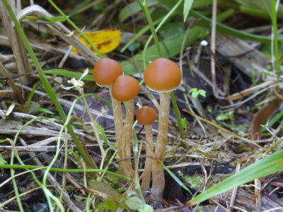 Галерина окаймленная, Galerina marginata