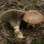 Мокруха еловая, Gomphidius glutinosus