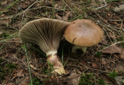 Мокруха еловая, Gomphidius glutinosus