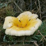 Лисичка ложная, Hygrophoropsis aurantiaca