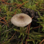 Гигрофор гиацинтовый, Hygrophorus hyacinthinus