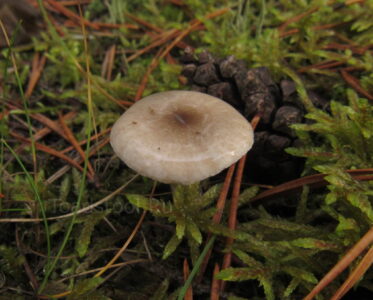 Гигрофор гиацинтовый, Hygrophorus hyacinthinus