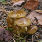 Гигрофор поздний, Hygrophorus hypothejus