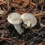 Гигрофор соснолюбивый, Hygrophorus pinophilus