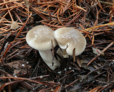 Гигрофор соснолюбивый, Hygrophorus pinophilus