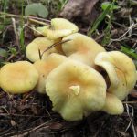 Опенок серно-желтый, Hypholoma fasciculare