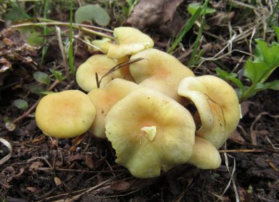 Опенок серно-желтый, Hypholoma fasciculare