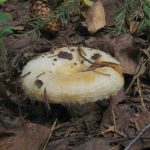 Груздь водозональный, Lactarius aquizonatus