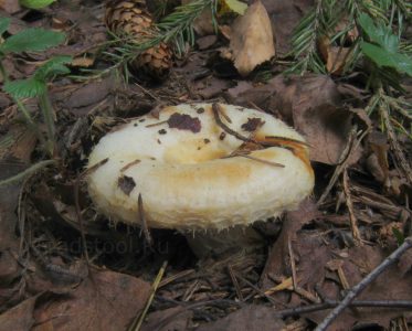 Груздь водозональный, Lactarius aquizonatus