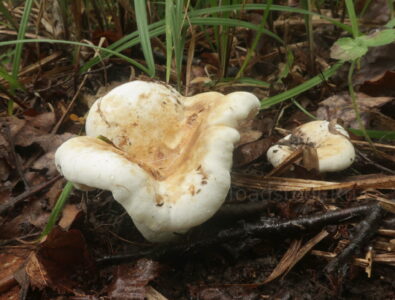 Млечник Бертильона, Lactarius bertillonii