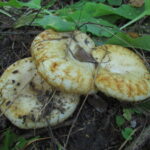 Груздь бахромистый, Lactarius citriolens
