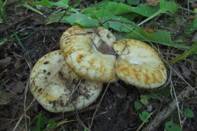 Груздь бахромистый, Lactarius citriolens